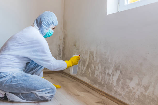 Licensed Black Mold Removal service in Emporia, VA - WQB Mold Removal