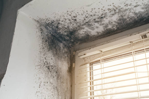 Affordable Black Mold Removal solutions in Emporia, VA