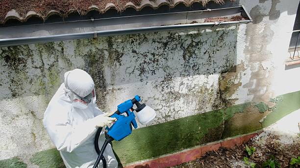 Top rated local Black Mold Removal specialists in Emporia, VA